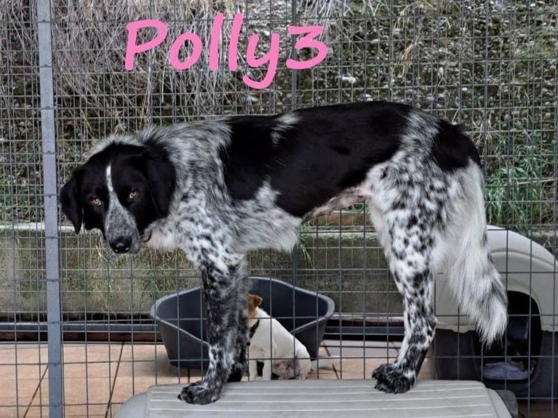 Polly3 geb. 05/2023 (GRC) - neugierige und freundliche, wunderschöne Hündin!