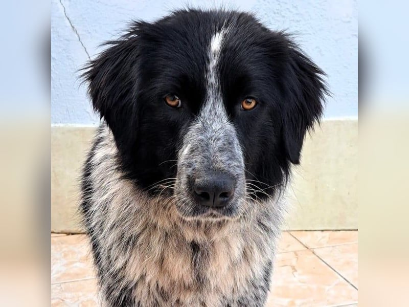 Polly3 geb. 05/2023 (GRC) - neugierige und freundliche, wunderschöne Hündin!