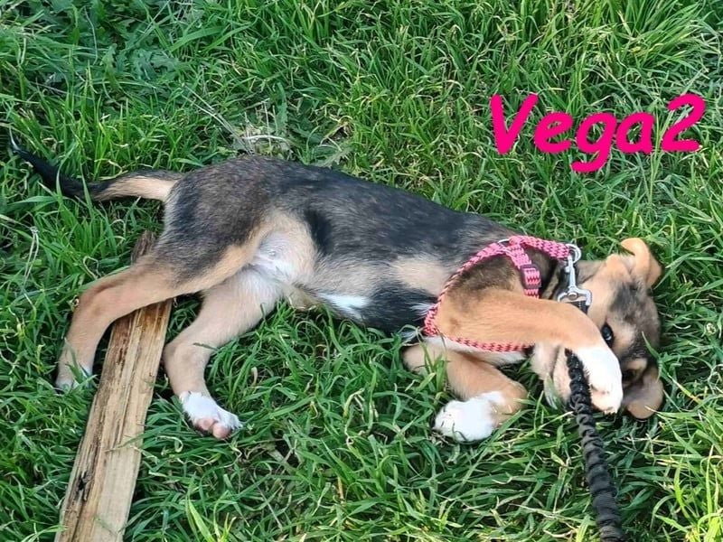 Vega2 geb. 08/2025 (GRC) - zärtliche und anhängliche Welpin!