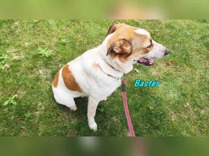 Baster geb. 10/2021 (in Deutschland) - sportlicher, verschmuster und aufmerksamer Rüde!