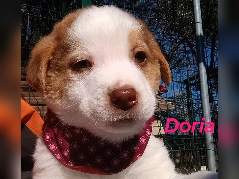 Doria geb. 12/2024 (GRC) - verspielte und verschmuste, kleine Welpin! Doria geb. 12/2024 (GRC) - verspielte und verschmuste, kleine Welpin!