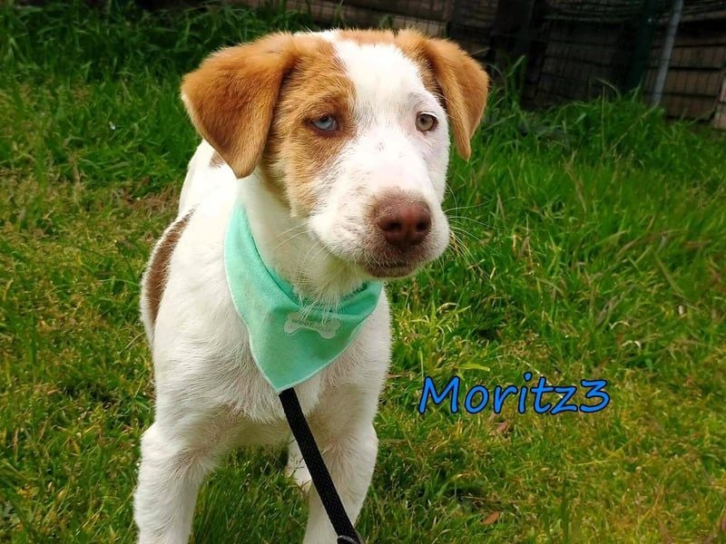Moritz3 geb. 12/2025 (GRC) - freundlicher und verspielter Welpe sucht seine eigene Familie!