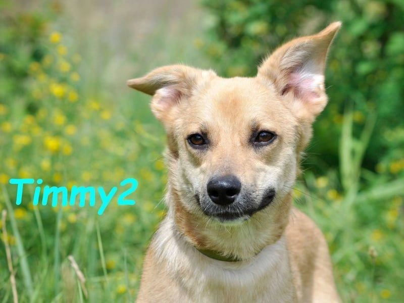 Timmy2 geb. 03/2023 - verspielter, aktiver und fröhlicher junger Rüde!