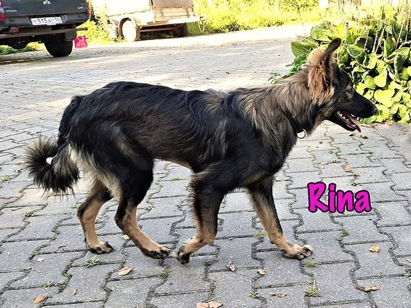 Rina geb. 01/2025 - charmante und verspielte, hübsche Junghündin!