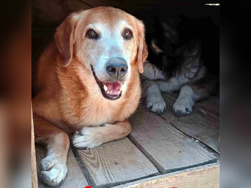 Flora3 geb. 06/2015 (GRC) - soziale Hundedame hat endlich etwas Liebe verdient!