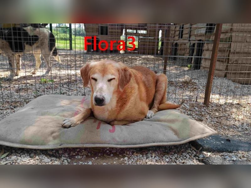 Flora3 geb. 06/2015 (GRC) - soziale Hundedame hat endlich etwas Liebe verdient!