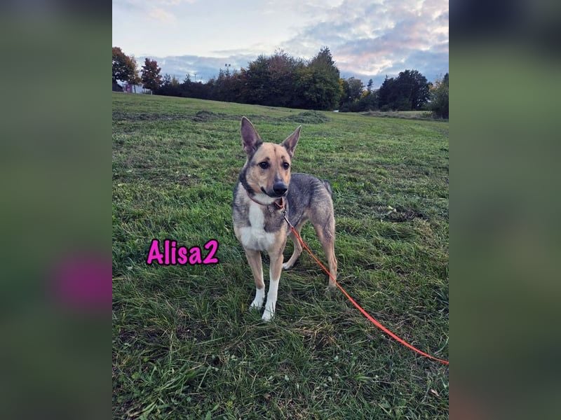 Alisa2 geb. 01/2022 (in Deutschland) - lebensfrohe und sensible Hündin!