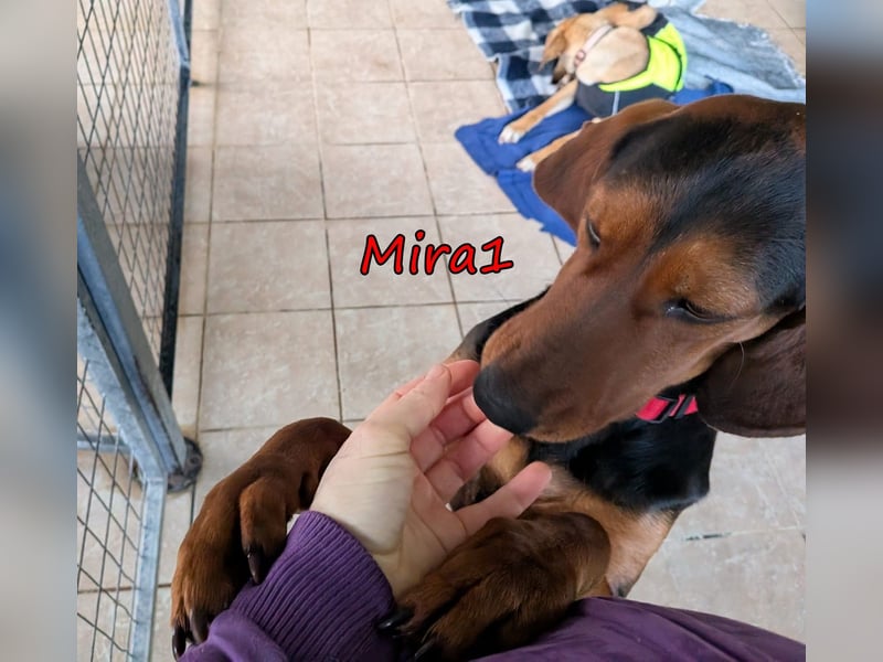 Mira1 geb. 08/2024 (GRC) - menschenbezogene Jagdhund-Mix Dame sucht ein Zuhause!