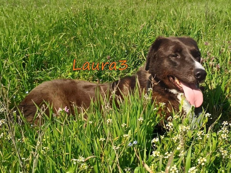 Laura3 geb. 06/2019 (GRC) - schüchterne Schönheit wünscht sich ein ruhiges Zuhause!