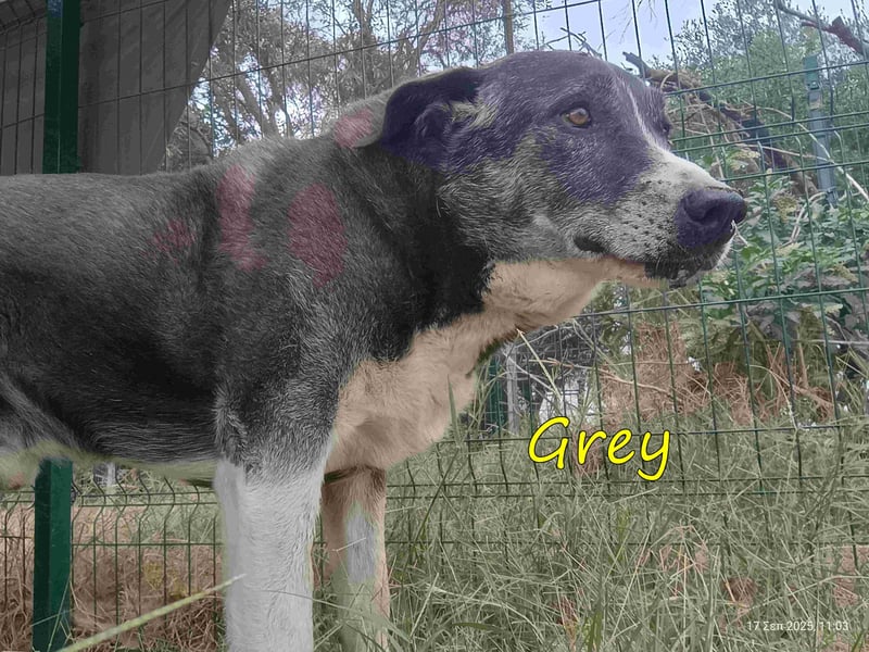 Grey geb. 11/2017 (GRC) - süßer und sensibler Opi mit einem großem Herz sucht ein warmes Zuhause!
