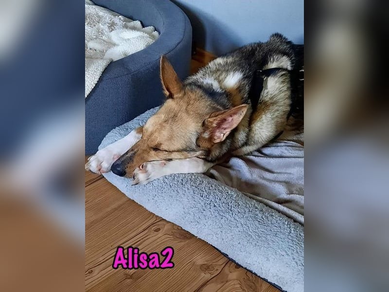 Alisa2 geb. 01/2022 (in Deutschland) - lebensfrohe und sensible Hündin!