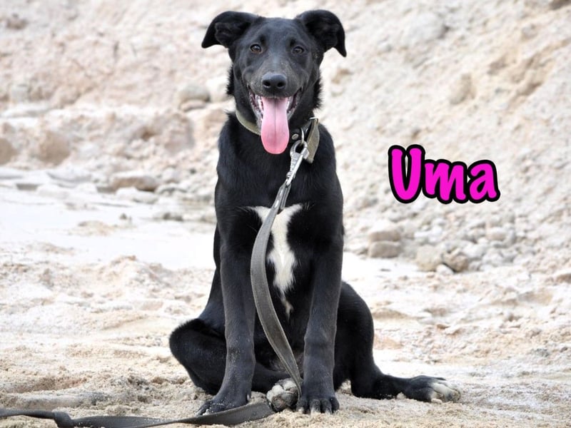 Uma geb. 03/2025 - freundliche und liebevolle Junghündin!