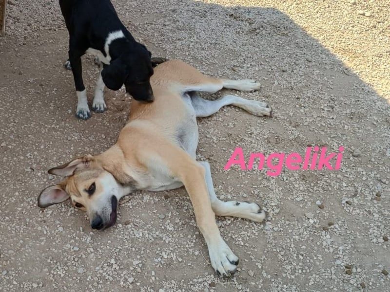 Angeliki geb. 12/2024 (GRC) - freundliche, verspielte und ausgeglichene Welpin!