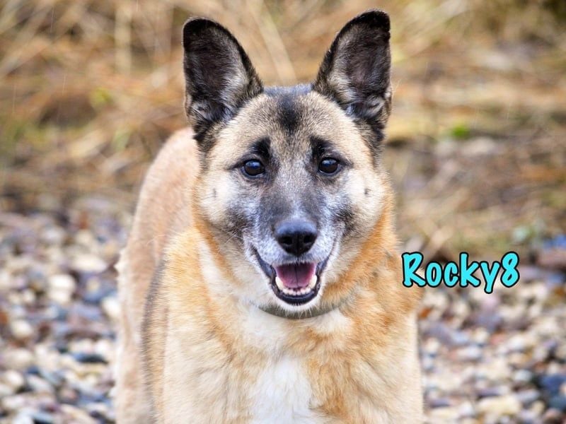 Rocky8 geb. 01/2016 - lebensfroher, geselliger und anschmiegsamer Gentleman sucht sein Happy End!