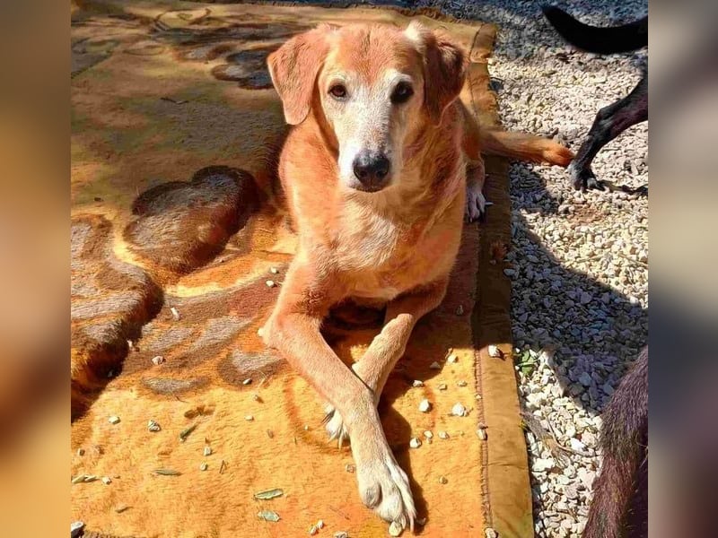 Flora3 geb. 06/2015 (GRC) - soziale Hundedame hat endlich etwas Liebe verdient!