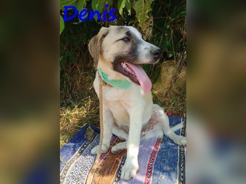 Denis geb. 12/2024 (GRC) - anhänglicher, geselliger, ruhiger und sozialer Junghund!