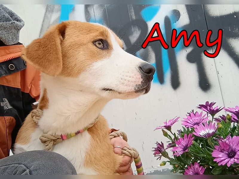 Amy geb. 11/2025 (GRC) - soziale + glückliche Maus sucht ihre eigene Familie!