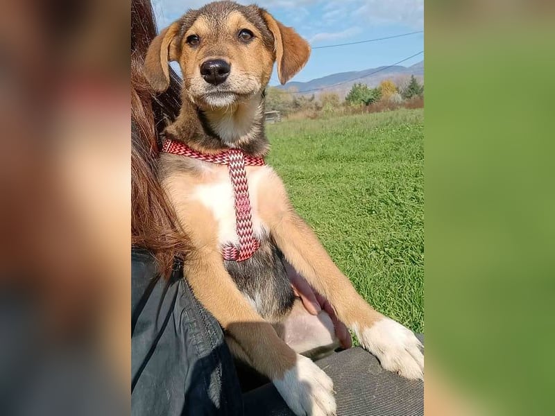 Vega2 geb. 08/2025 (GRC) - zärtliche und anhängliche Welpin!