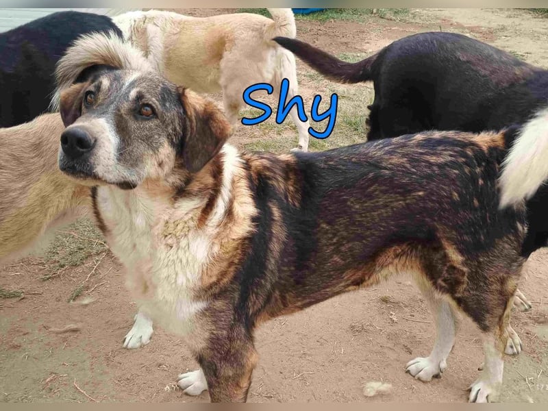 Shy geb. 08/2020 (GRC) Freundlicher und Zurückhaltender Rüde sucht seine Menschen