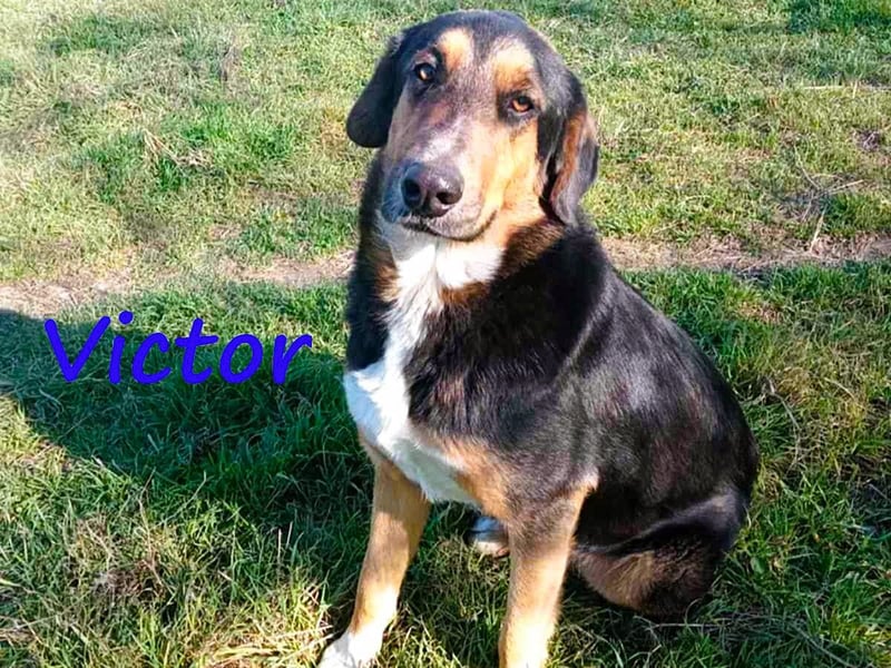 Victor geb. 07/2023 (GRC) - wunderschöner und menschenbezogener Junghund! Victor geb. 07/2023 (GRC) - wunderschöner und menschenbezogener Junghund!