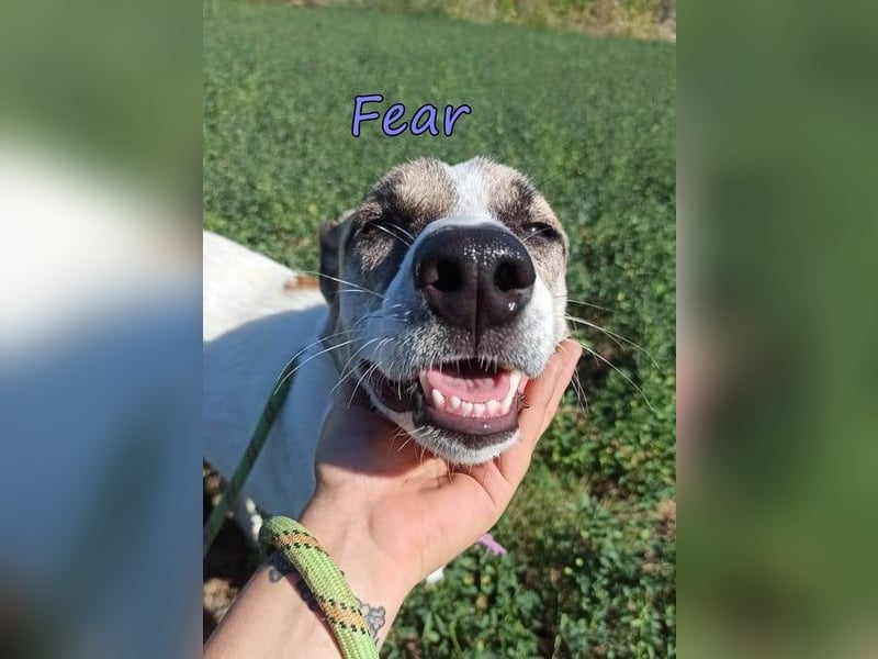 Fear geb. 09/2020 (GRC) Freundliche Hündin sucht Menschen mit Geduld und Liebe