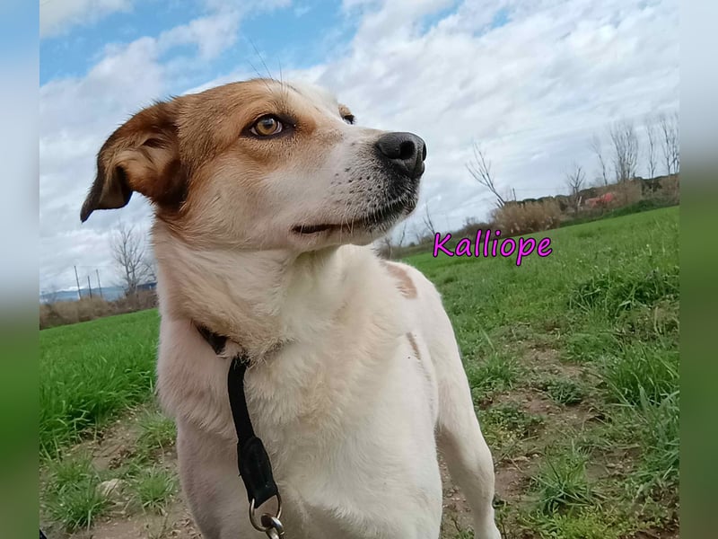 Kalliope geb. 12/2023 (GRC) - liebe, sensible und aktive Prinzessin sucht ihre Für-immer-Familie!