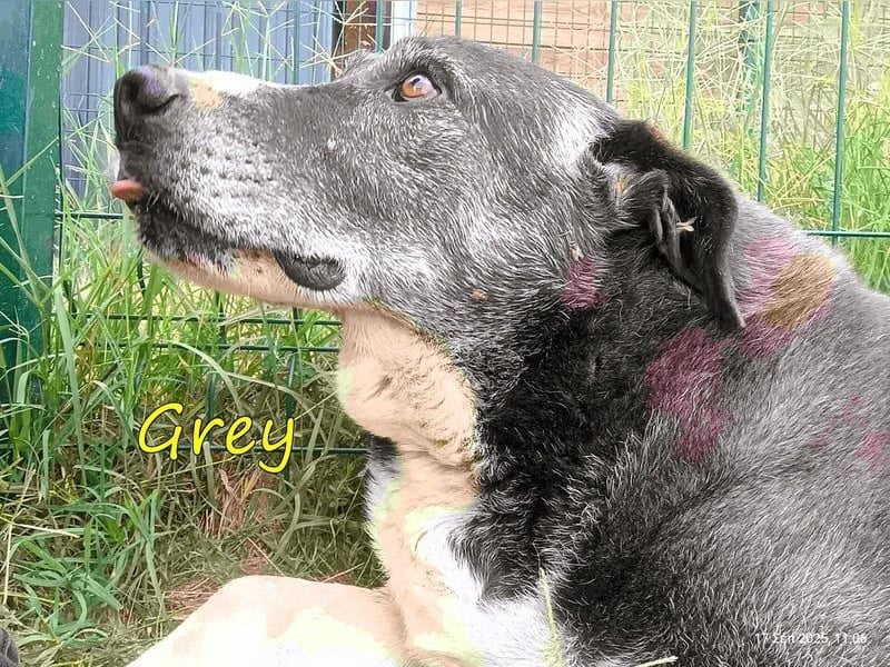 Grey geb. 11/2017 (GRC) - süßer mit einem großem Herz sucht ein warmes Zuhause!