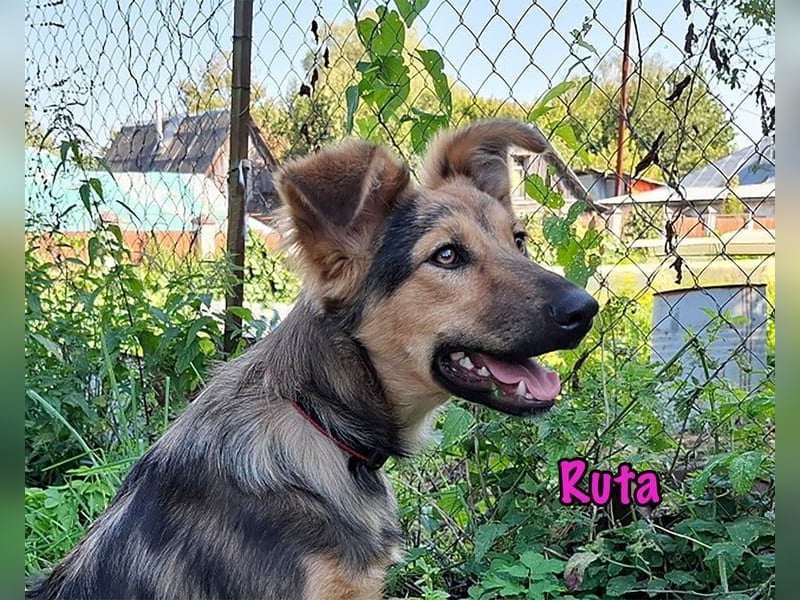 Ruta geb. 01/2025 - gehorsame und fröhliche, wunderschöne Junghündin!