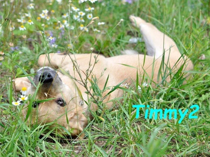 Timmy2 geb. 03/2023 - verspielter, aktiver und fröhlicher junger Rüde!