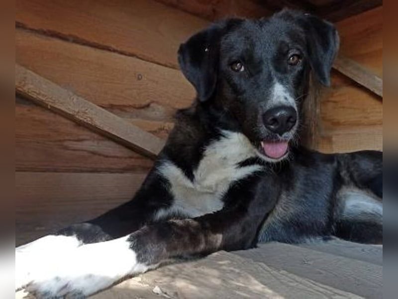 Laura3 geb. 06/2019 (GRC) - schüchterne Schönheit wünscht sich ein ruhiges Zuhause!