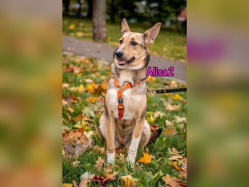Alisa2 geb. 01/2022 (in Deutschland) - lebensfrohe und sensible Hündin!