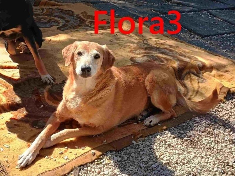 Flora3 geb. 06/2015 (GRC) - soziale Hundedame hat endlich etwas Liebe verdient!