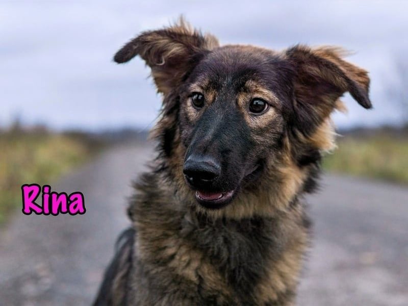 Rina geb. 01/2025 - charmante und verspielte, hübsche Junghündin!