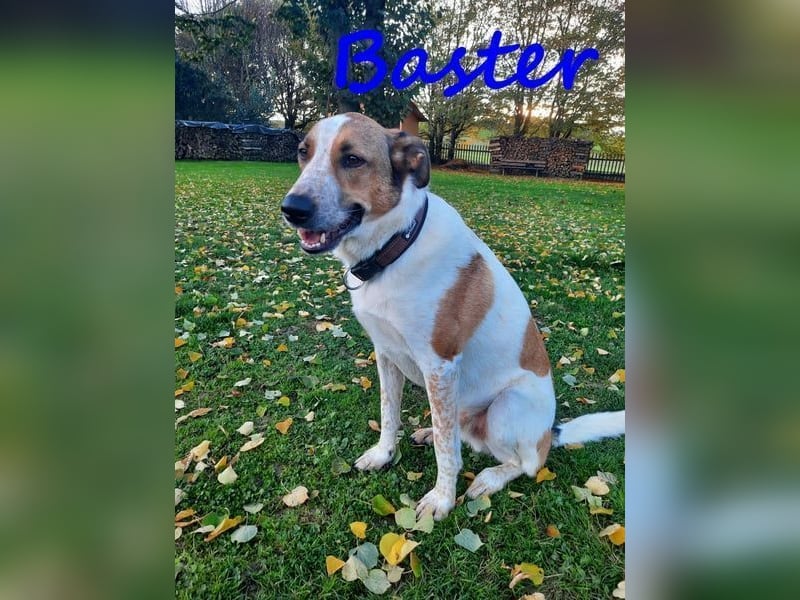 Baster geb. 10/2021 (in Deutschland) - sportlicher, verschmuster und aufmerksamer Rüde!