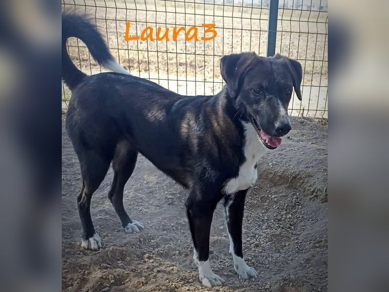 Laura3 geb. 06/2019 (GRC) - schüchterne Schönheit wünscht sich ein ruhiges Zuhause!