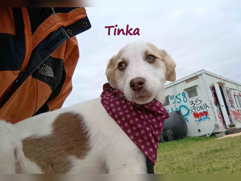 Tinka geb. 12/2025 (GRC) - fröhliches und verspieltes Hundebaby sucht ihren Platz im Leben!