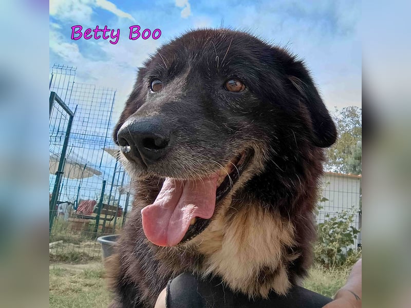 Betty Boo geb. 12/2014 (GRC) - sehr menschenbezogen ältere Dame sucht das Glück!