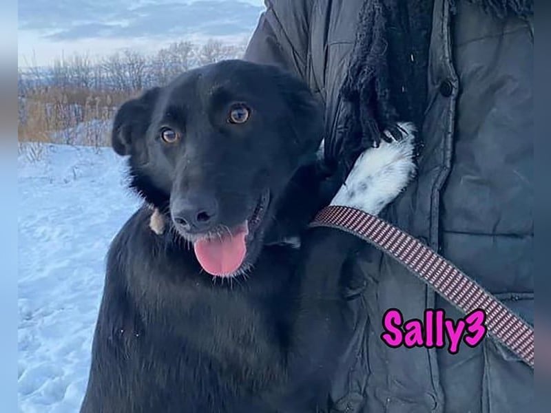 Sally3 geb. 04/2021 - sooo sanfte und verschmuste Hündin sucht liebevolle Menschen!