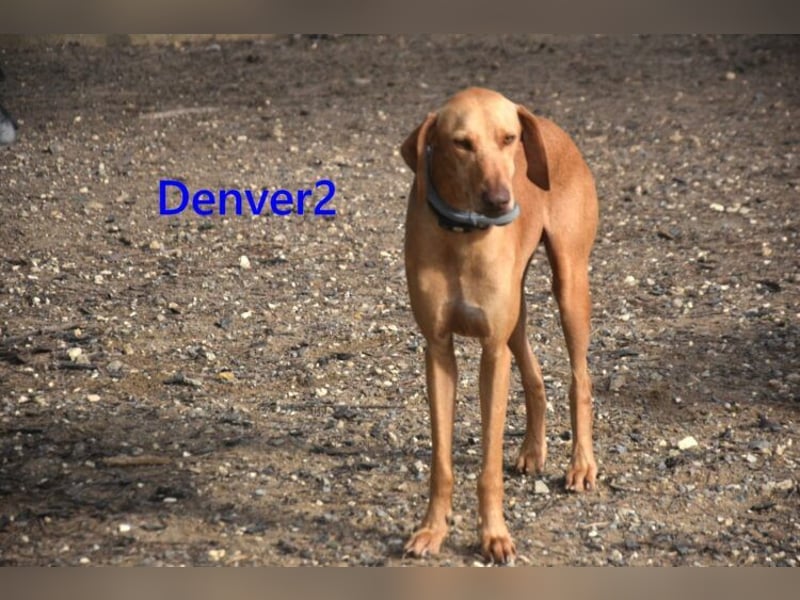 Denver2 geb. 02/2025 (ESP) - verspielter Viszla-Mix sucht Pflegestelle oder liebes Zuhause!