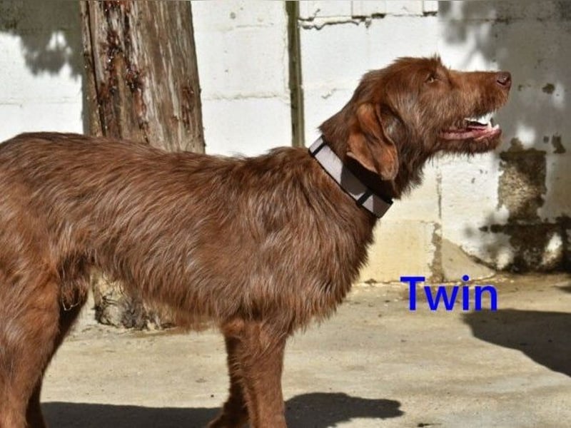 Twin geb. 01/2024 (ESP) - verschmuster und menschenbezogener Hundekumpel!