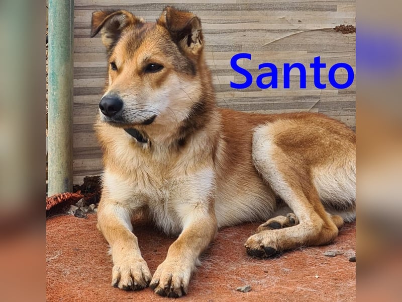 Santo geb. 02/2024 (ESP) - verspielter und lieber Rüde!
