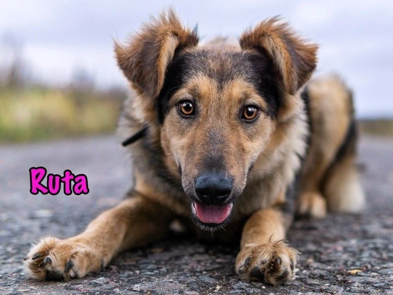 Ruta geb. 01/2025 - gehorsame und fröhliche, wunderschöne Junghündin!