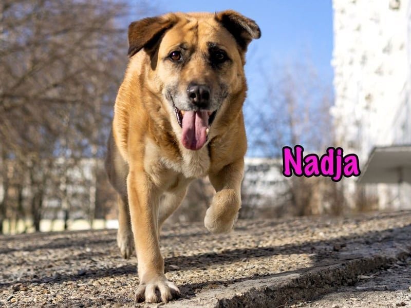 Nadja geb. 01/2017 - treue und verschmuste Hündin mit goldenem Herz!