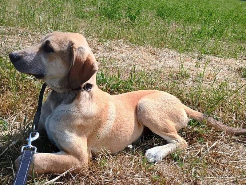 Angeliki geb. 12/2024 (GRC) - freundliche, verspielte und ausgeglichene Welpin!