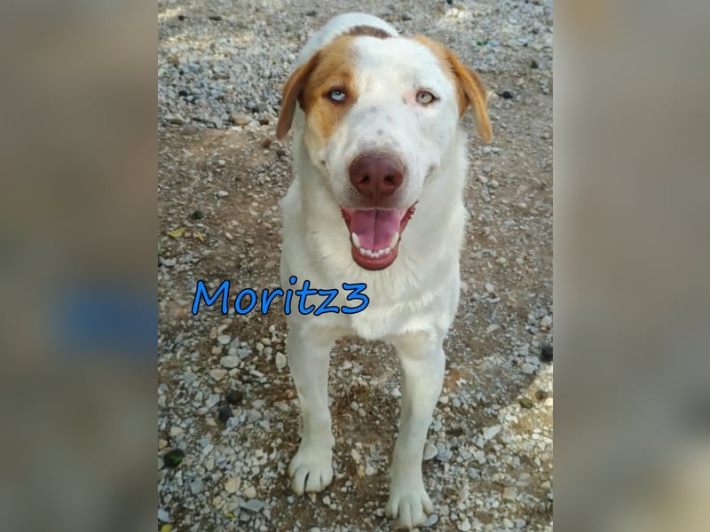 Moritz3 geb. 12/2025 (GRC) - menschenbezogener Junghund sucht endlich seine Familie!