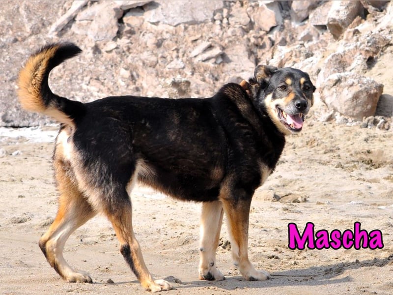 Mascha geb. 11/2016 - genügsame, brave und unglaublich verschmuste Hündin!