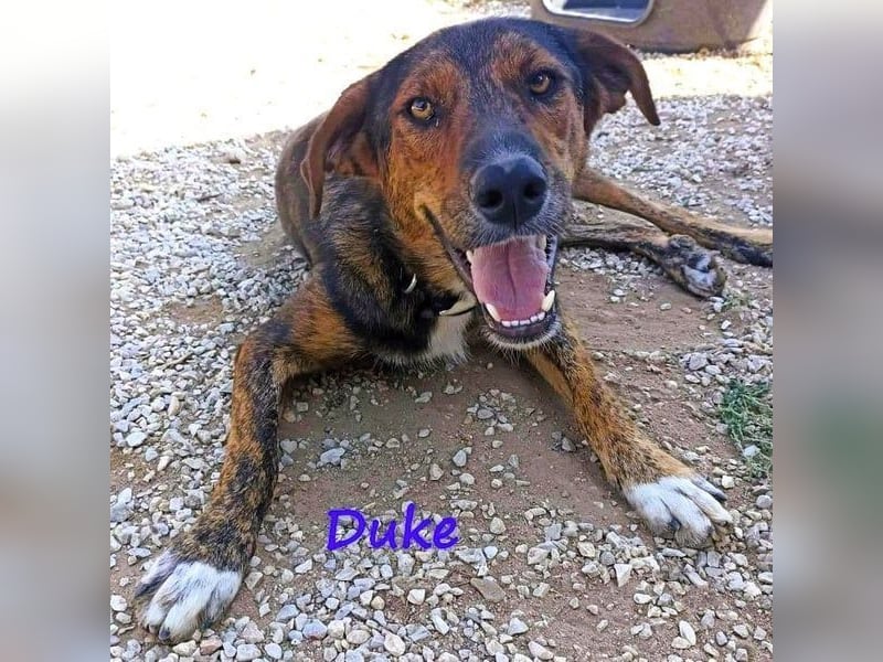 Duke geb. 02/2021 (GRC) - sensibler Rüde möchte endlich das Tierheim verlassen!