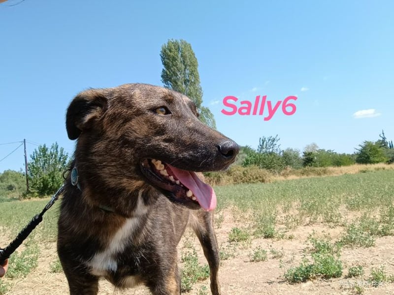 Sally6 geb. 12/2020 (GRC) - schüchterne Schönheit hat so viel mehr verdient!