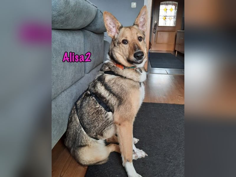 Alisa2 geb. 01/2022 (in Deutschland) - lebensfrohe und sensible Hündin!