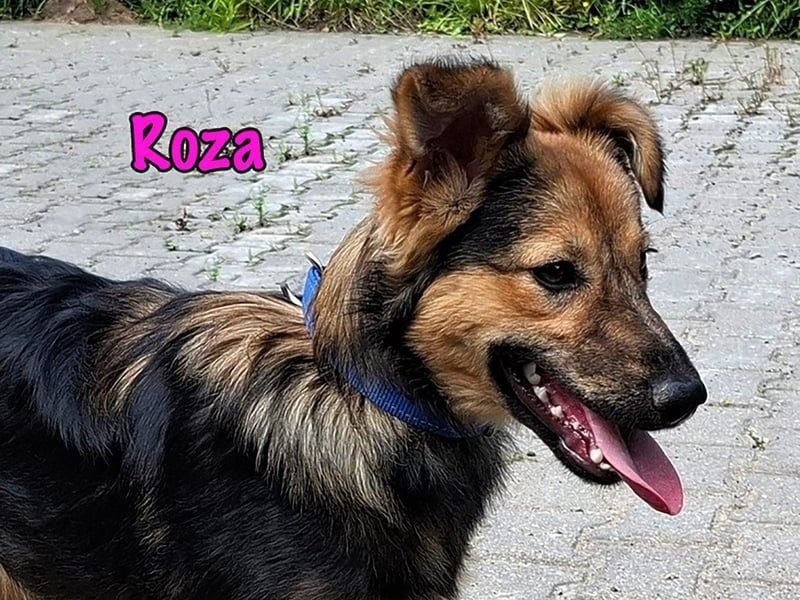 Roza geb. 01/2025 - sanfte und anhängliche, bezaubernde Welpin!